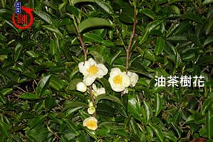 苦茶(油茶)樹花，苦茶葉為橢圓形細鋸齒緣