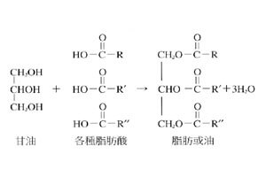 甘三酯，是一個甘油分子和三個脂肪酸分子經酯化而成